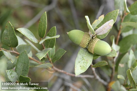 Quercus vacciniifolia