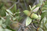 Huckleberry Oak acorns & foliage