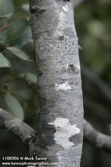 Quercus vacciniifolia