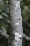 Huckleberry Oak bark