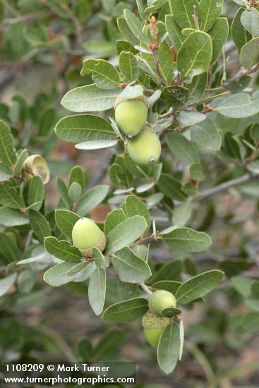 Quercus vacciniifolia