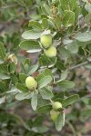 Huckleberry Oak acorns among foliage