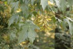 Bigleaf Maple samaras among foliage