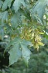 Bigleaf Maple samaras among foliage