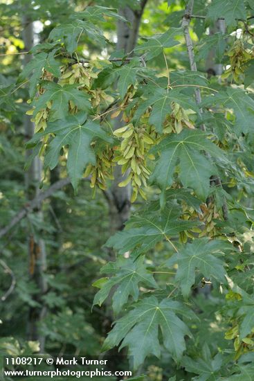 Acer macrophyllum