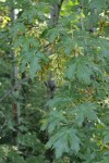 Bigleaf Maple samaras among foliage