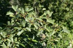 California Buckthorn (Coffeeberry) fruit & foliage