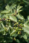 California Buckthorn (Coffeeberry) fruit & foliage