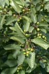California Buckthorn (Coffeeberry) fruit & foliage