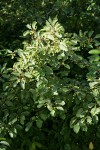 California Buckthorn (Coffeeberry) fruit & foliage