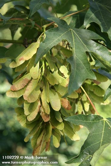 Acer macrophyllum