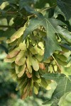 Bigleaf Maple samaras among foliage