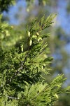 Incense-cedar cones & foliage