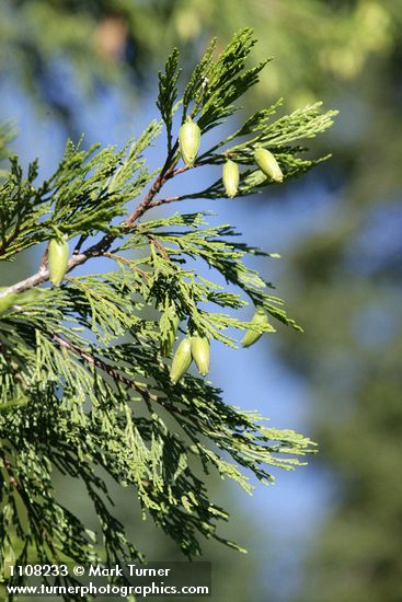 Calocedrus decurrens