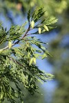 Incense-cedar cones & foliage