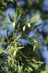 Incense-cedar cones & foliage