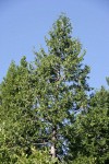 Incense-cedar crown against blue sky