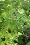 Blackcap Raspberry fruit & foliage