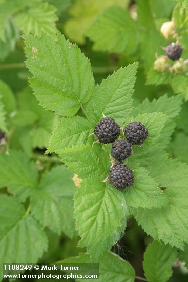 Rubus leucodermis