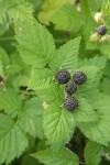 Blackcap Raspberry fruit & foliage