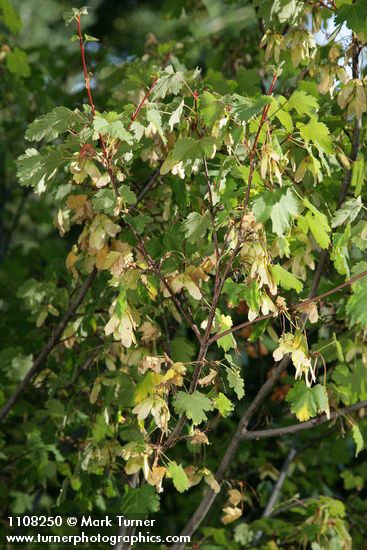 Acer glabrum var. torreyi