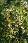 Torrey Maple samaras & foliage