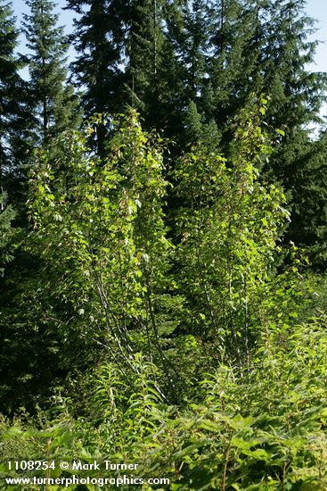 Acer glabrum var. torreyi