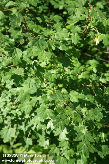 Acer glabrum var. torreyi