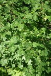 Torrey Maple foliage