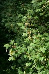 Torrey Maple samaras among foliage