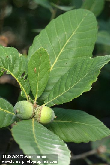 Quercus sadleriana