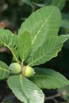Sadler Oak acorns & foliage
