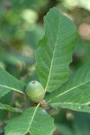 Sadler Oak acorns & foliage