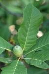 Sadler Oak acorns & foliage