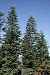 Shasta Red Firs