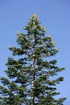 Shasta Red Fir crown w/ cones