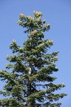 Shasta Red Fir crown w/ cones