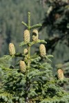 Shasta Red Fir crown w/ cones