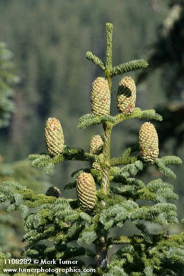 Abies ×shastensis