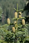 Shasta Red Fir crown w/ cones