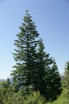 Noble Firs