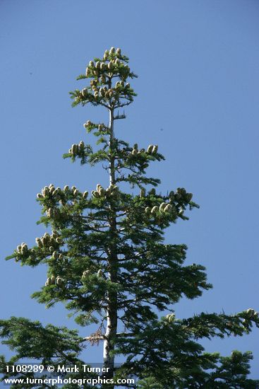 Abies procera