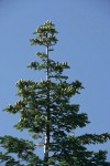 Noble Fir crown w/ cones