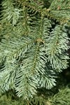 Shasta Red Fir foliage detail