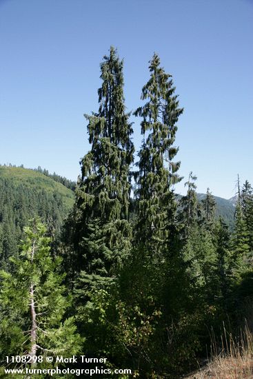 Picea breweriana