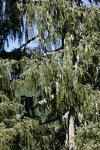 Brewer Spruce boughs