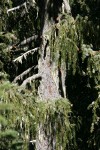 Brewer Spruce boughs & trunk