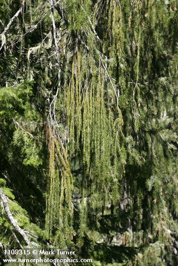Picea breweriana