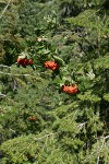 Cascade mountain ash fruit among foliage