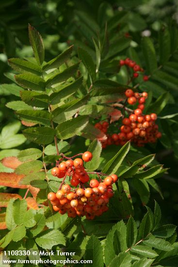 Sorbus scopulina